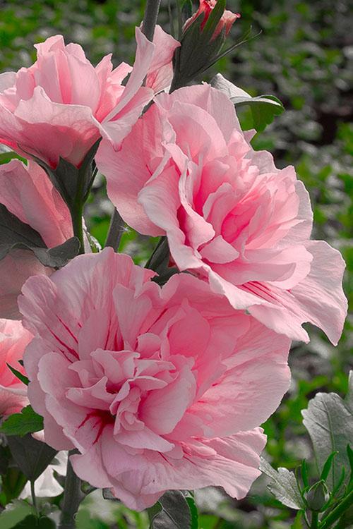 Hibiscus Syriacus 'pink Chiffon' - View 20 from www redcrocus com