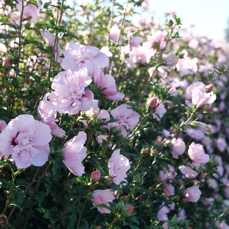 Hibiscus Syriacus 'pink Chiffon' - View 2 from www redcrocus com