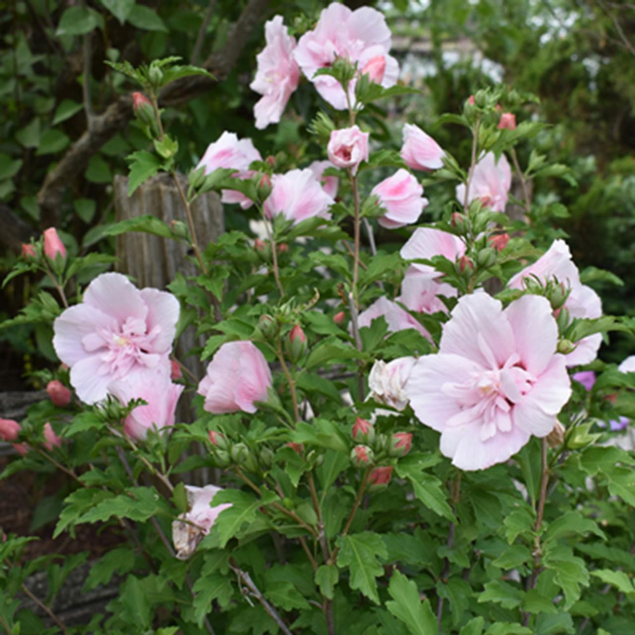 Hibiscus Syriacus 'pink Chiffon' - View 4 from www redcrocus com