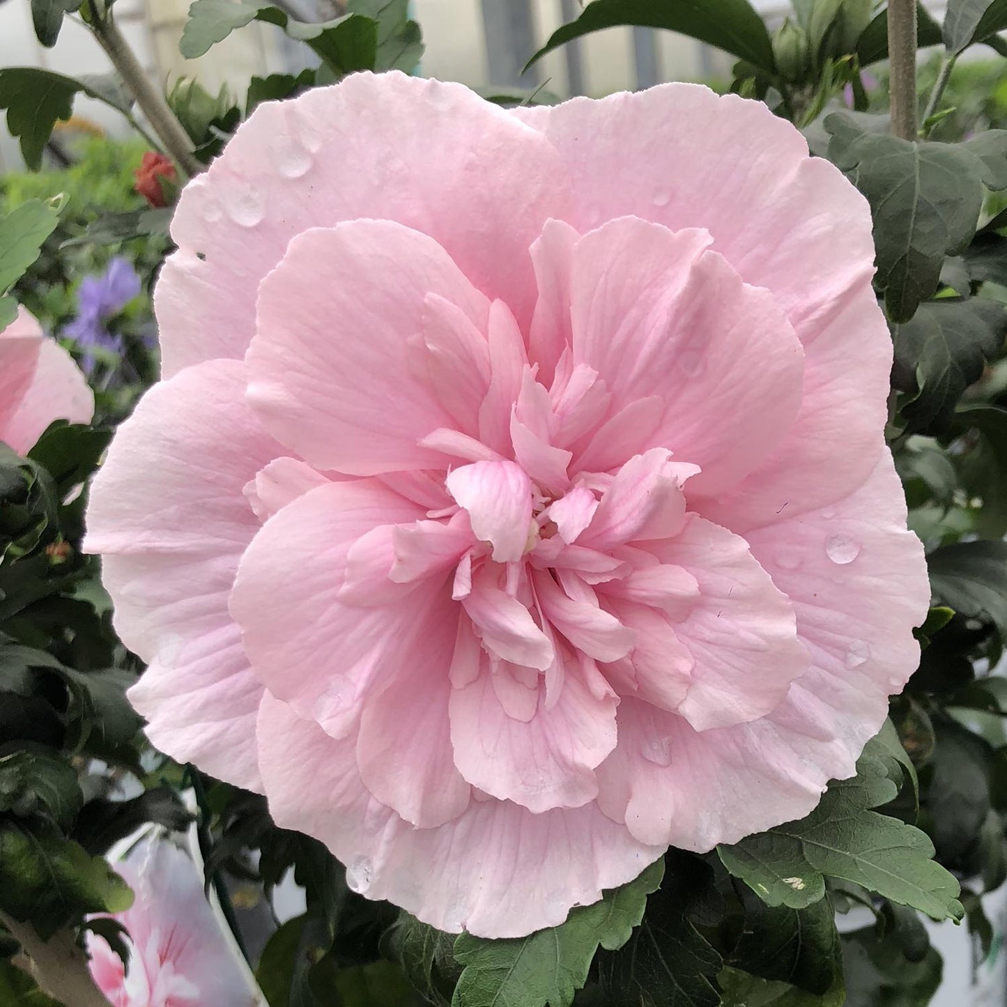 Hibiscus Syriacus 'pink Chiffon' - View 5 from www redcrocus com