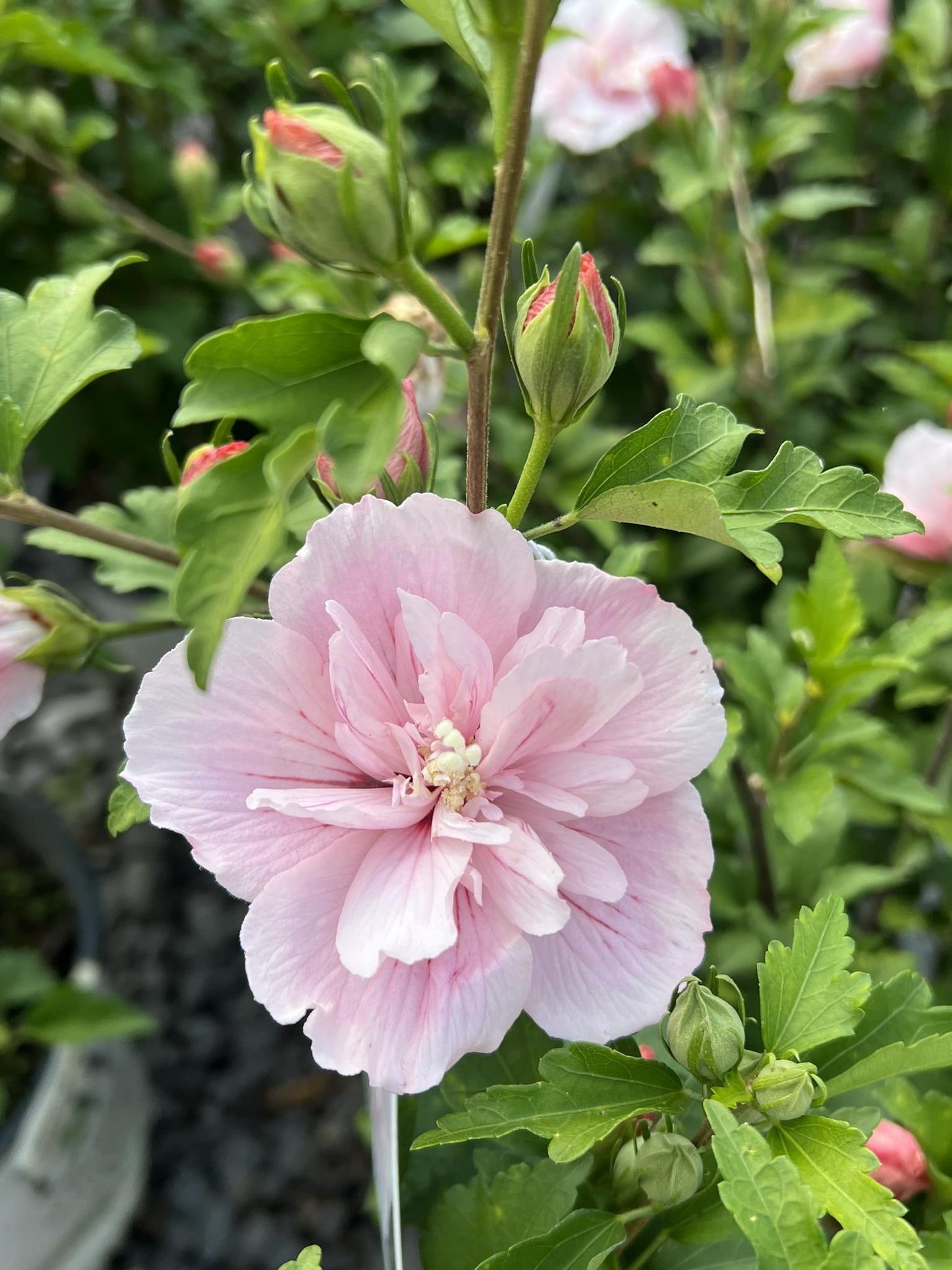 Hibiscus Syriacus 'pink Chiffon' - View 8 from www redcrocus com