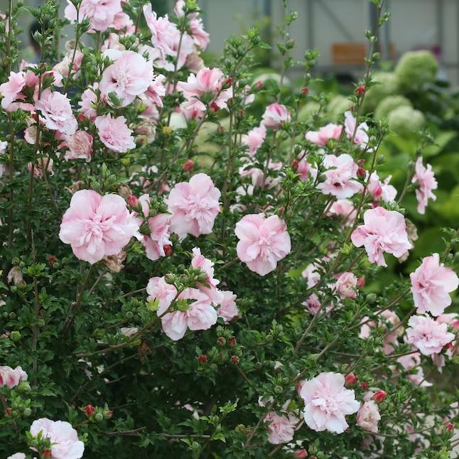 Hibiscus Syriacus 'pink Chiffon' - View 9 from www redcrocus com