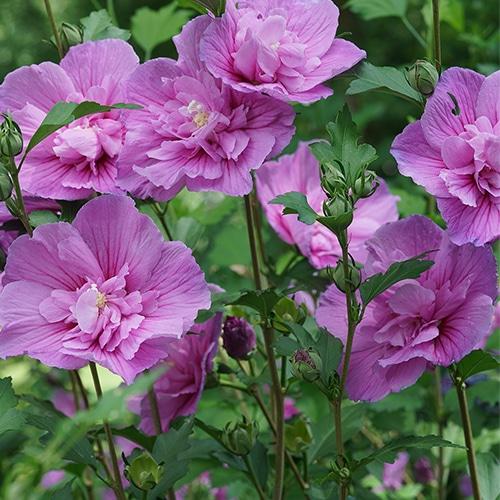 Hibiscus Syriacus 'dark Lavender Chiffon' - View 11 from www redcrocus com