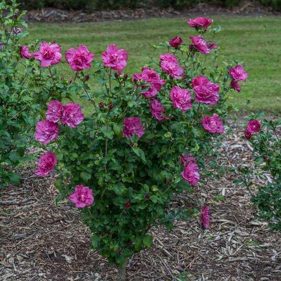 Hibiscus Syriacus 'dark Lavender Chiffon' - View 13 from www redcrocus com