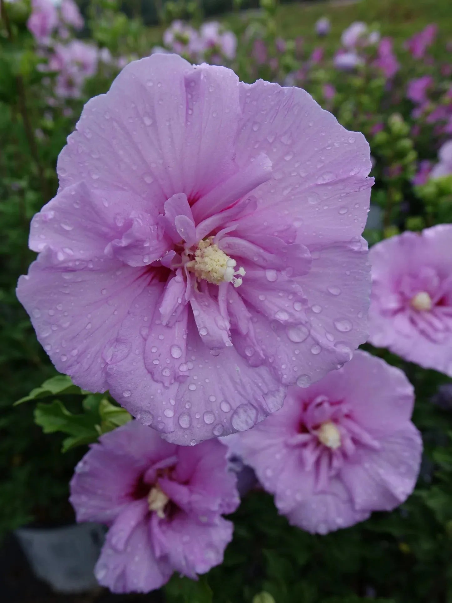 Hibiscus Syriacus 'dark Lavender Chiffon' - View 14 from www redcrocus com