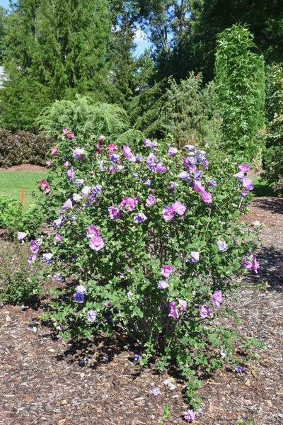Hibiscus Syriacus 'dark Lavender Chiffon' - View 16 from www redcrocus com