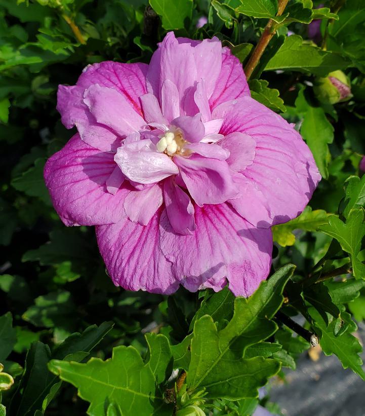 Hibiscus Syriacus 'dark Lavender Chiffon' - View 17 from www redcrocus com
