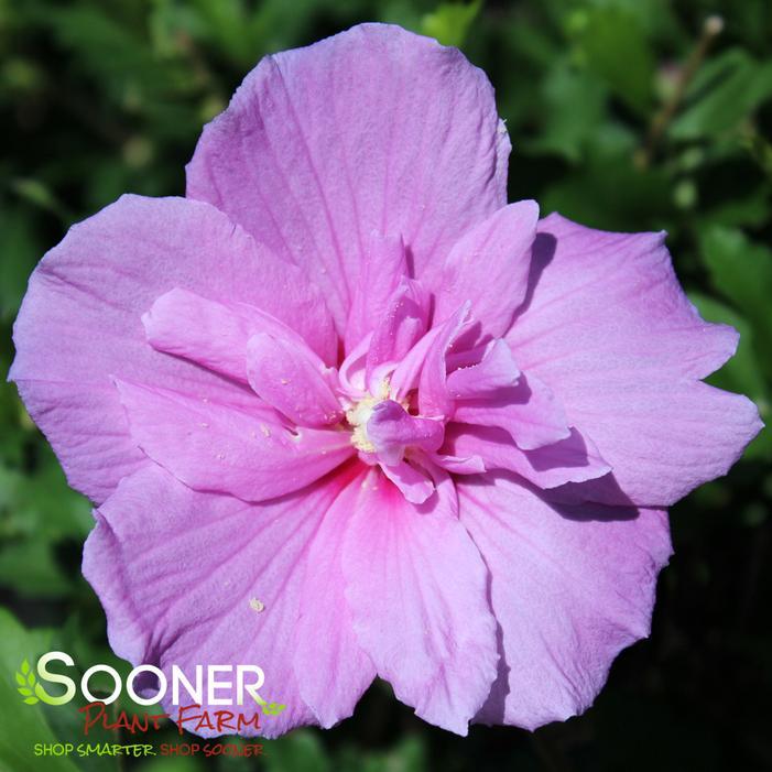 Hibiscus Syriacus 'dark Lavender Chiffon' - View 18 from www redcrocus com