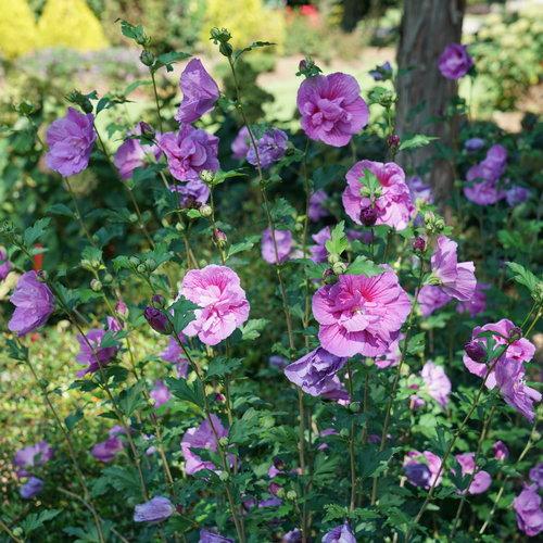 Hibiscus Syriacus 'dark Lavender Chiffon' - View 2 from www redcrocus com