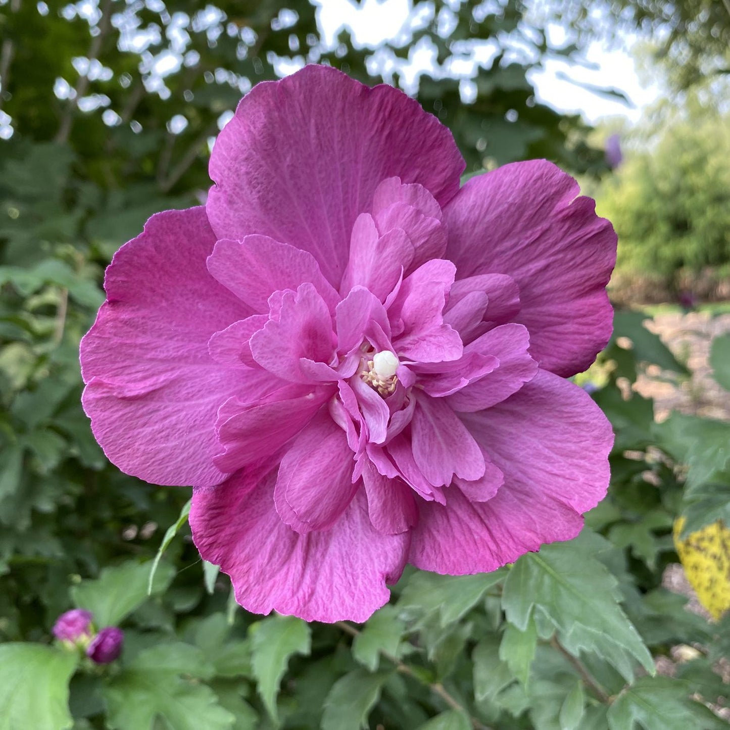 Hibiscus Syriacus 'dark Lavender Chiffon' - View 3 from www redcrocus com