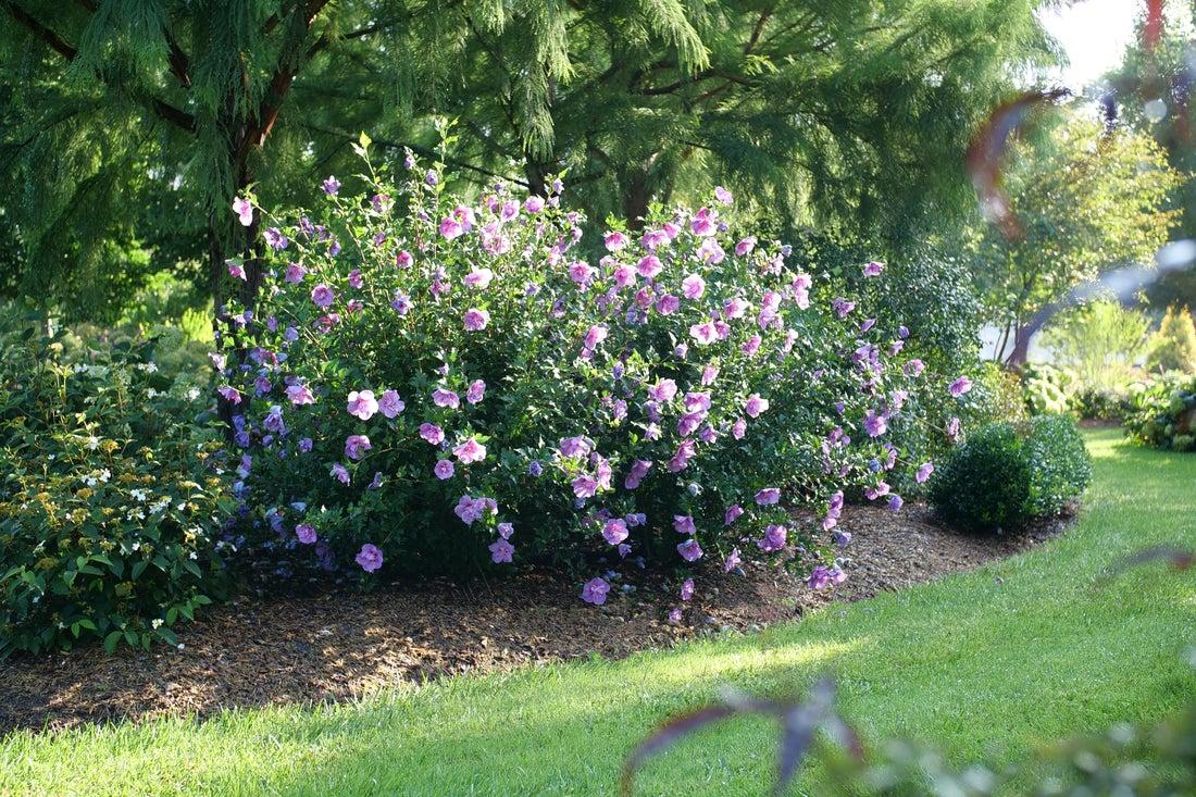 Hibiscus Syriacus 'dark Lavender Chiffon' - View 4 from www redcrocus com