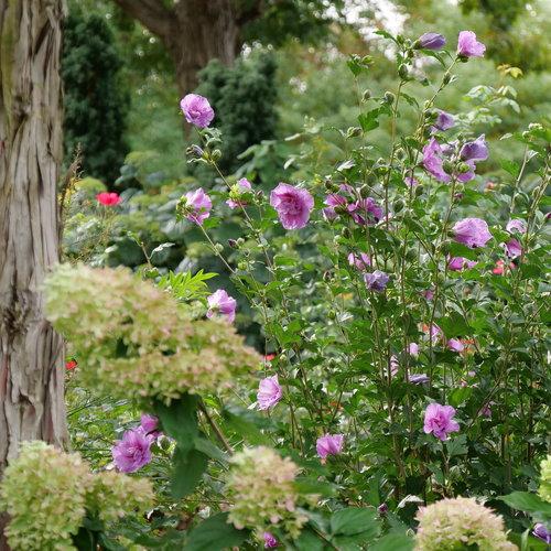 Hibiscus Syriacus 'dark Lavender Chiffon' - View 5 from www redcrocus com