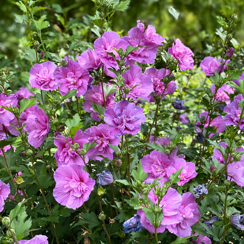 Hibiscus Syriacus 'dark Lavender Chiffon' - View 7 from www redcrocus com