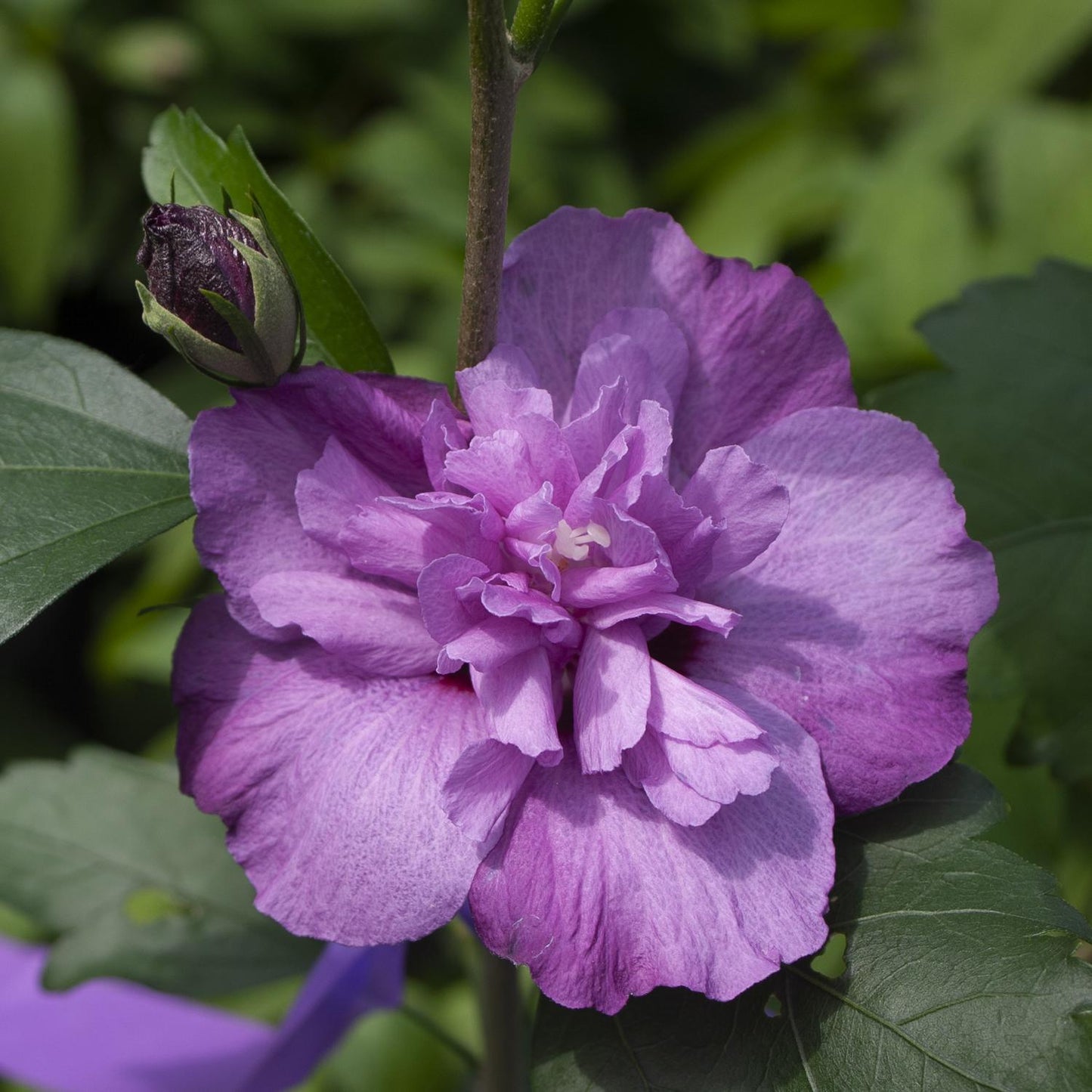 Hibiscus Syriacus 'dark Lavender Chiffon' - View 8 from www redcrocus com