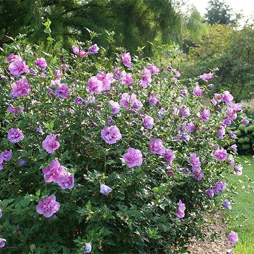 Hibiscus Syriacus 'dark Lavender Chiffon' - View 9 from www redcrocus com