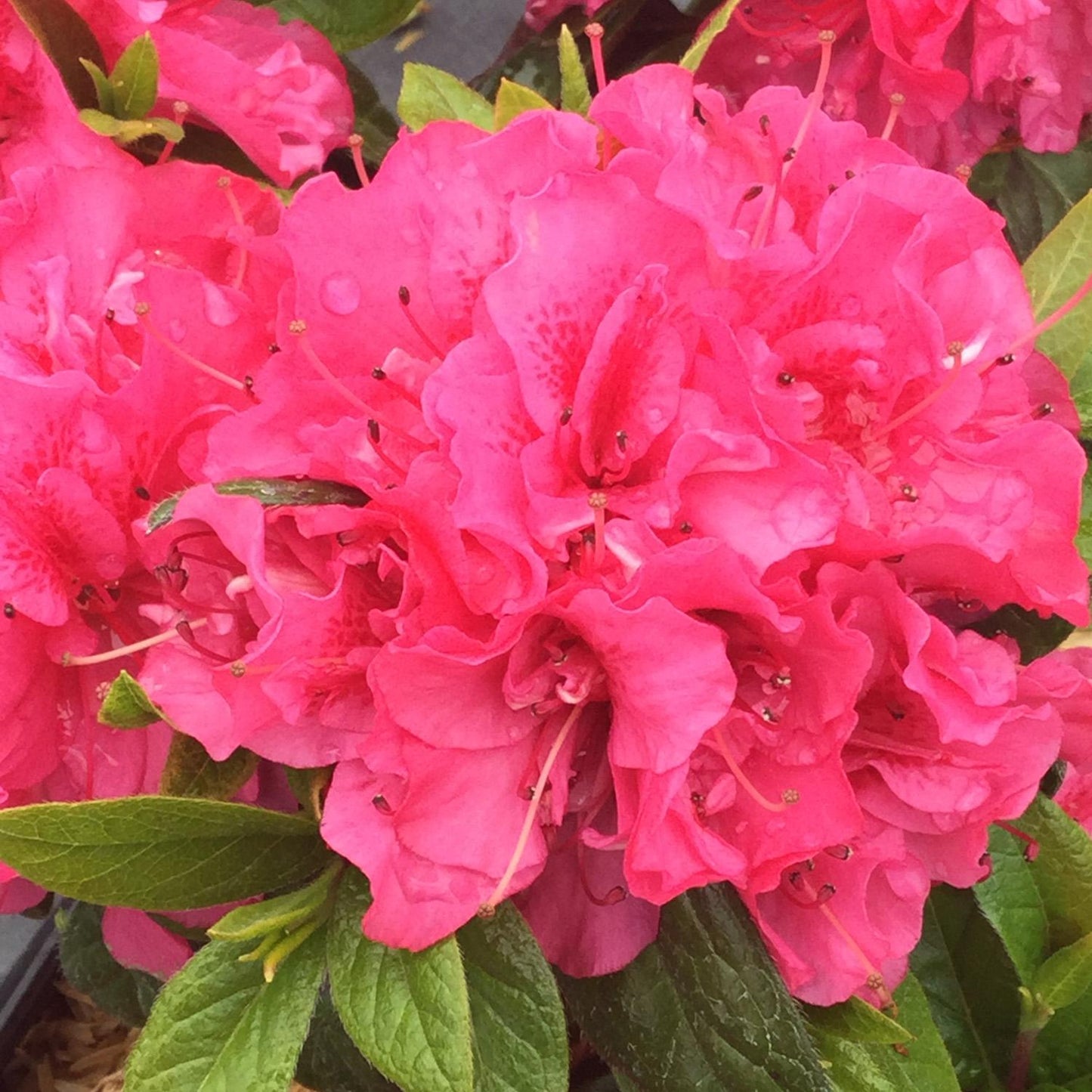 Azalea 'perfecto Mundo Double Dark Pink' - View 25 from www redcrocus com