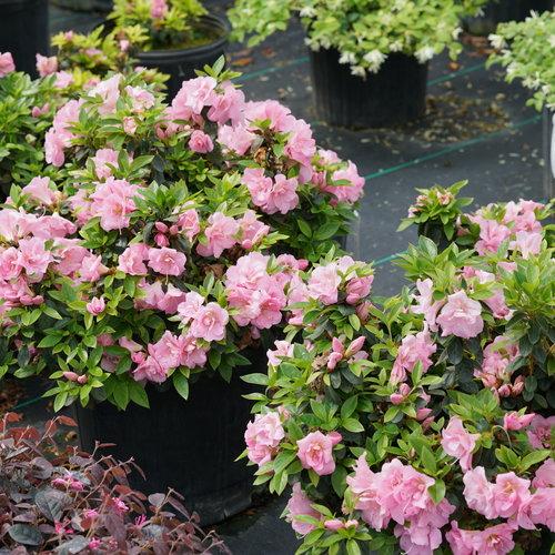 Azalea 'perfecto Mundo Double White' - View 25 from www redcrocus com