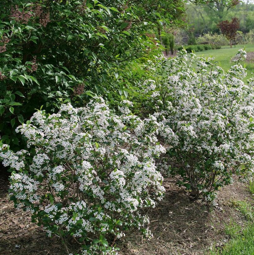 Aronia Melanocarpa 'low Scape Snowfire' - View 3 from www redcrocus com