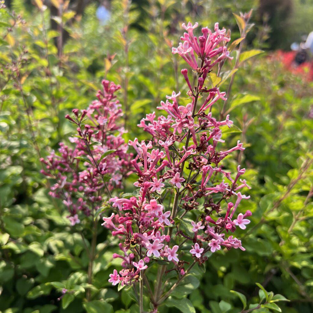 Syringa Bloomerang Ballet - View 11 from www redcrocus com