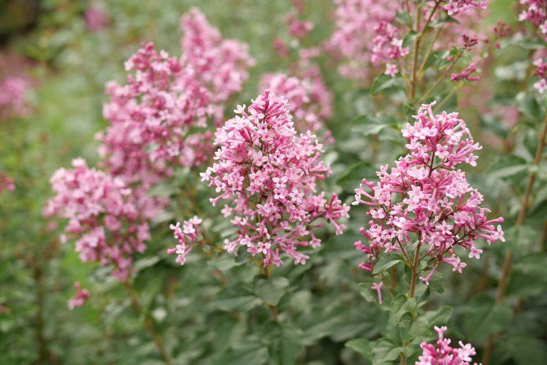 Syringa Bloomerang Ballet - View 12 from www redcrocus com