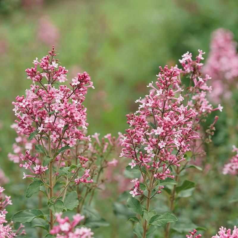 Syringa Bloomerang Ballet - View 17 from www redcrocus com