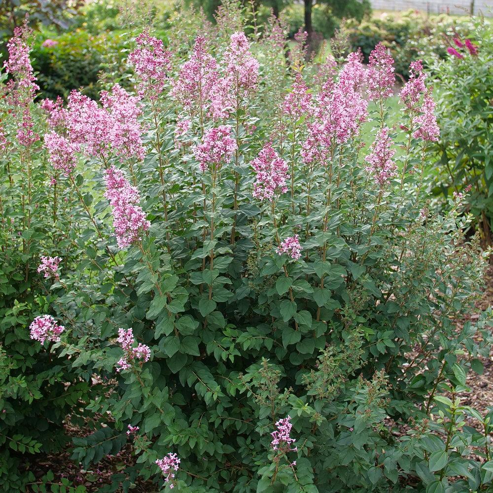 Syringa Bloomerang Ballet - View 2 from www redcrocus com