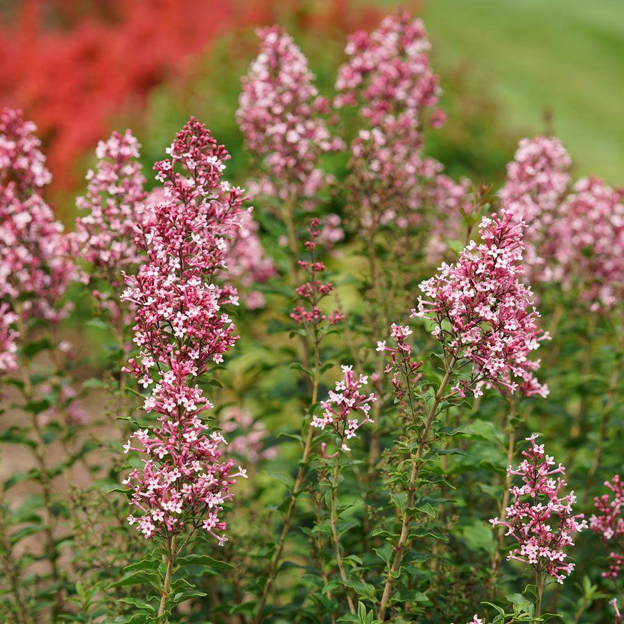 Syringa Bloomerang Ballet - View 5 from www redcrocus com