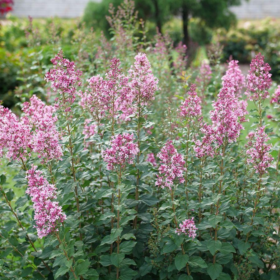 Syringa Bloomerang Ballet - View 6 from www redcrocus com