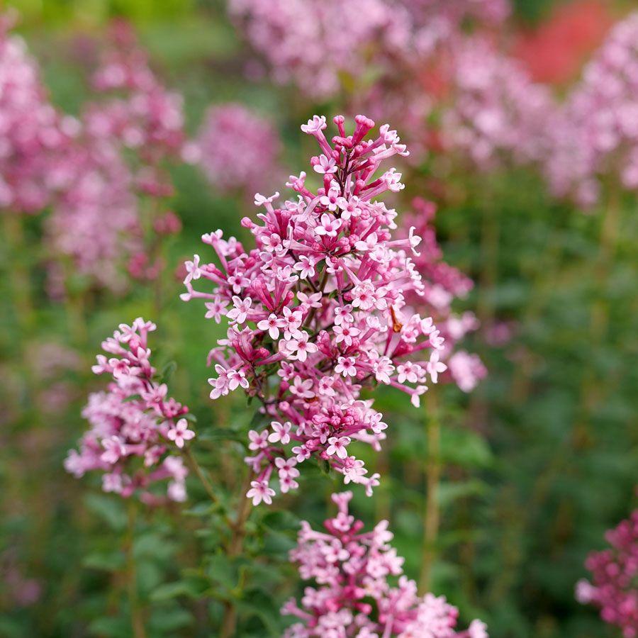 Syringa Bloomerang Ballet - View 8 from www redcrocus com