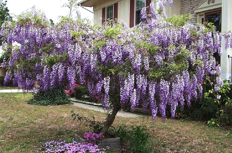 Wisteria Macrostachya Blue Moon - View 10 from www redcrocus com