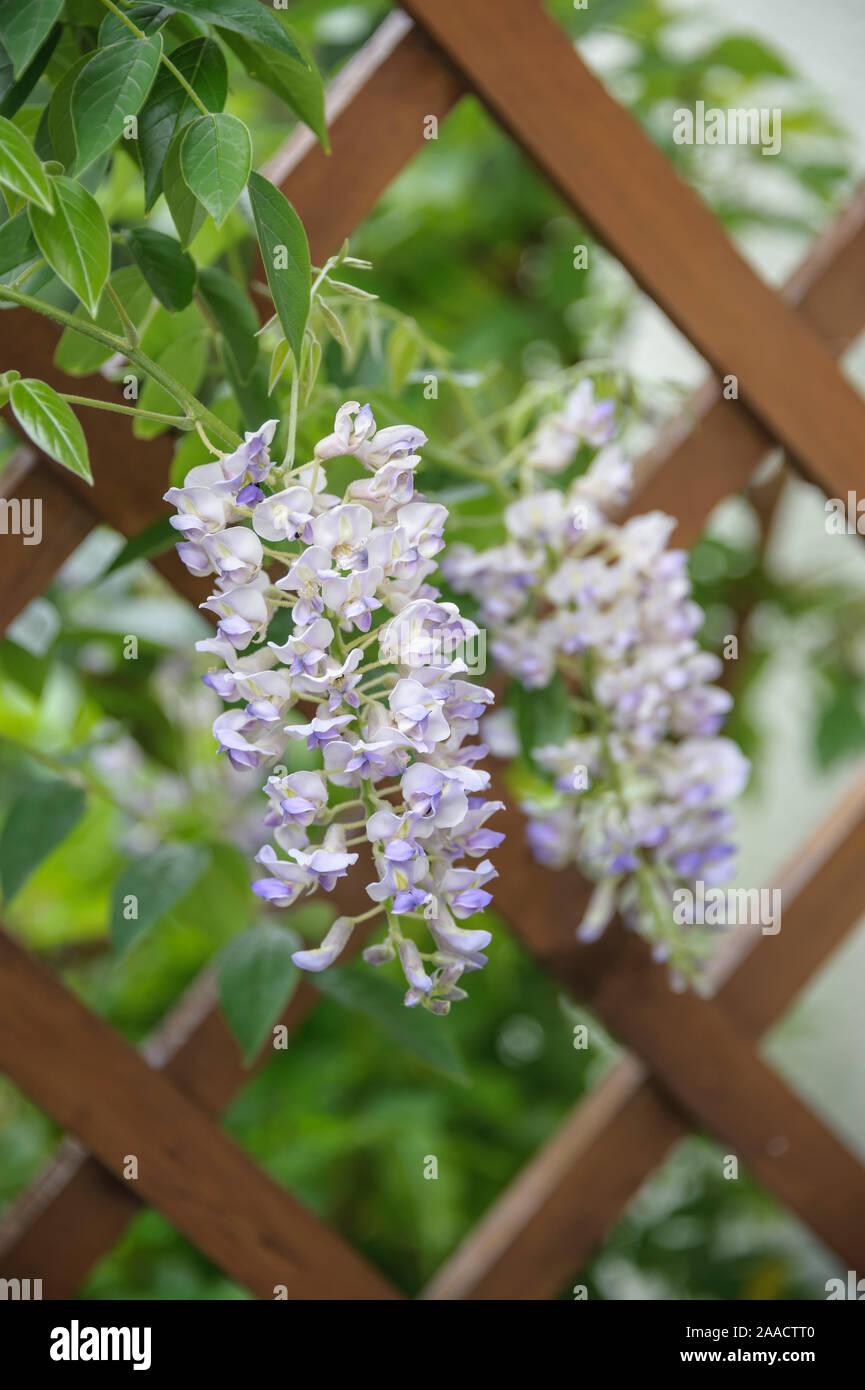 Wisteria Macrostachya Blue Moon - View 11 from www redcrocus com