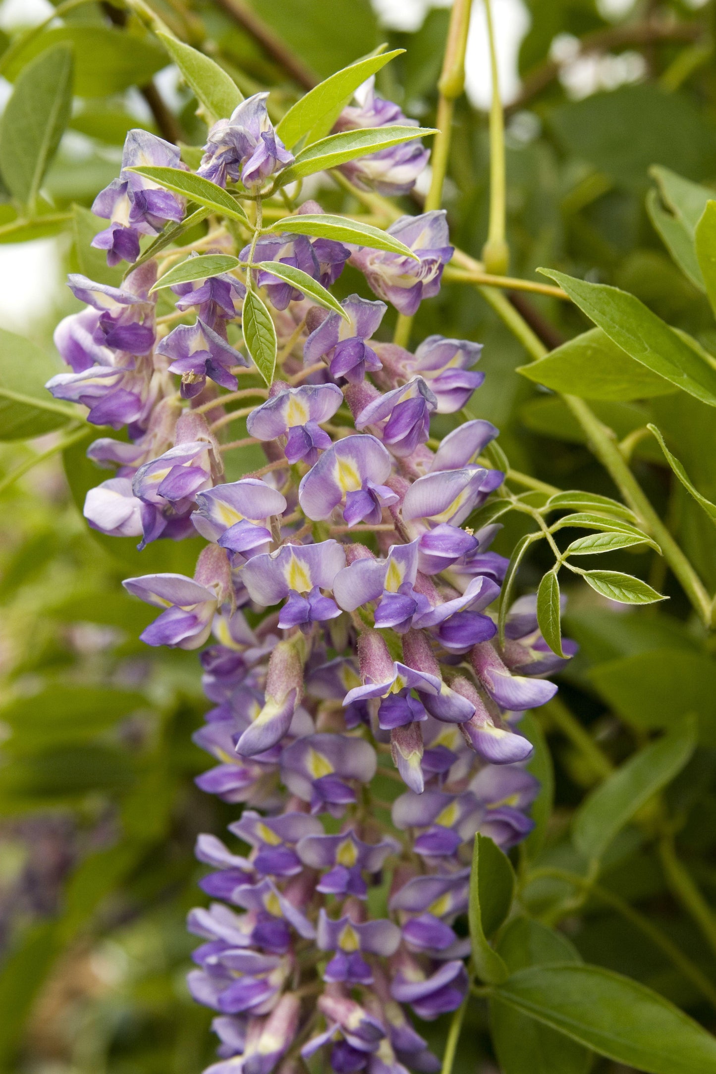 Wisteria Macrostachya Blue Moon - View 12 from www redcrocus com
