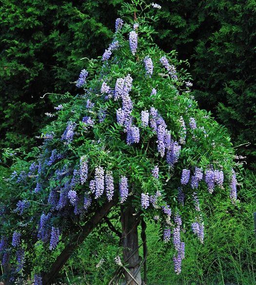 Wisteria Macrostachya Blue Moon - View 13 from www redcrocus com
