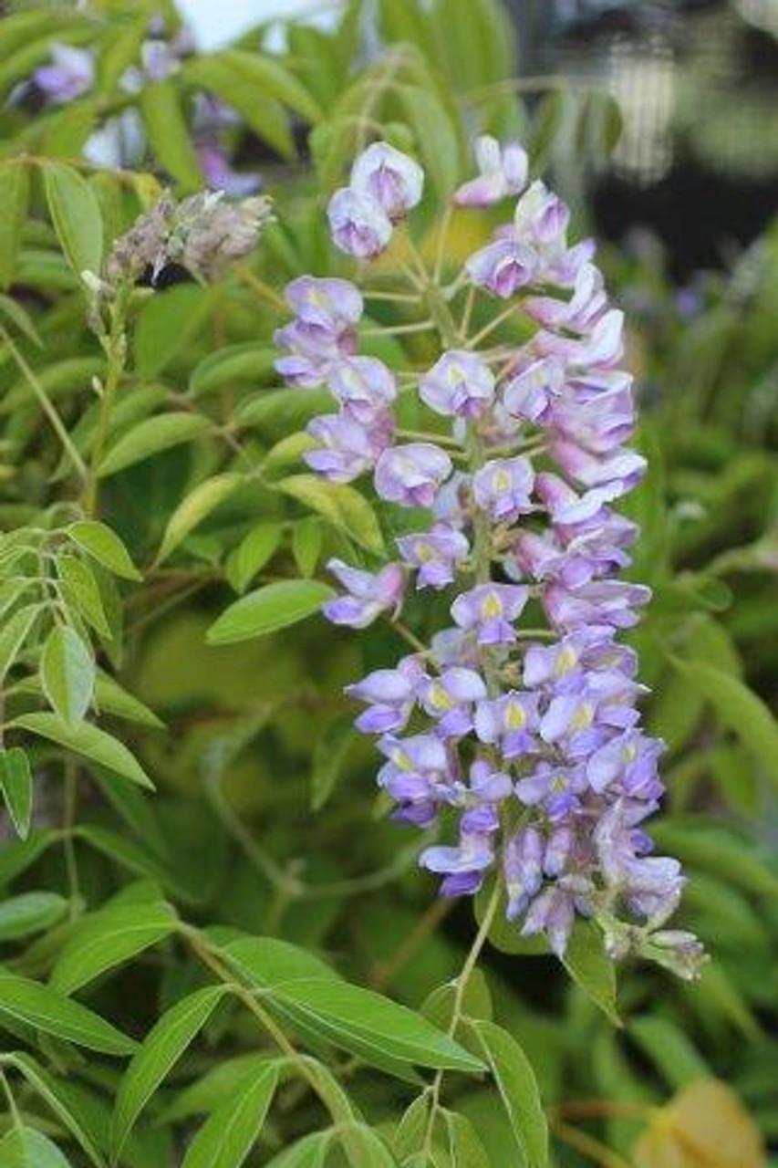 Wisteria Macrostachya Blue Moon - View 14 from www redcrocus com
