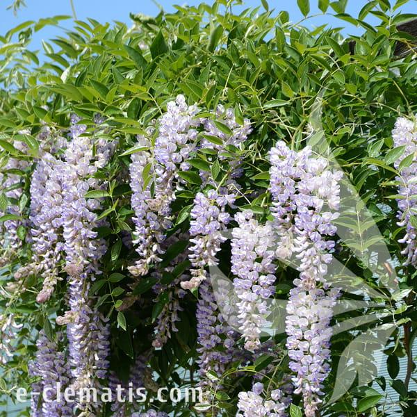 Wisteria Macrostachya Blue Moon - View 16 from www redcrocus com