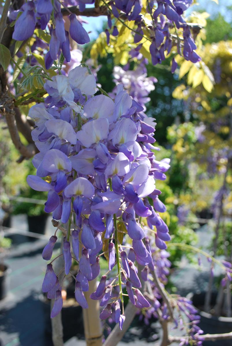 Wisteria Macrostachya Blue Moon - View 17 from www redcrocus com