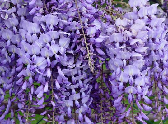 Wisteria Macrostachya Blue Moon - View 18 from www redcrocus com