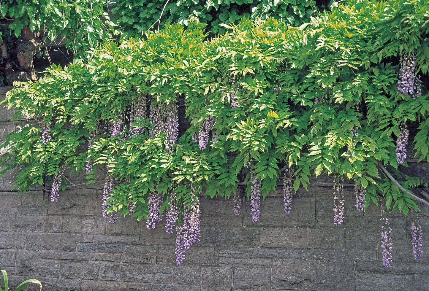 Wisteria Macrostachya Blue Moon - View 19 from www redcrocus com