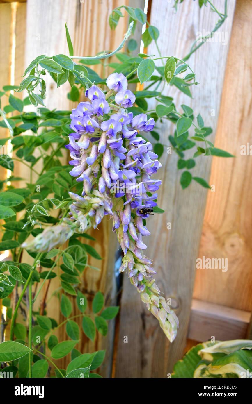 Wisteria Macrostachya Blue Moon - View 20 from www redcrocus com