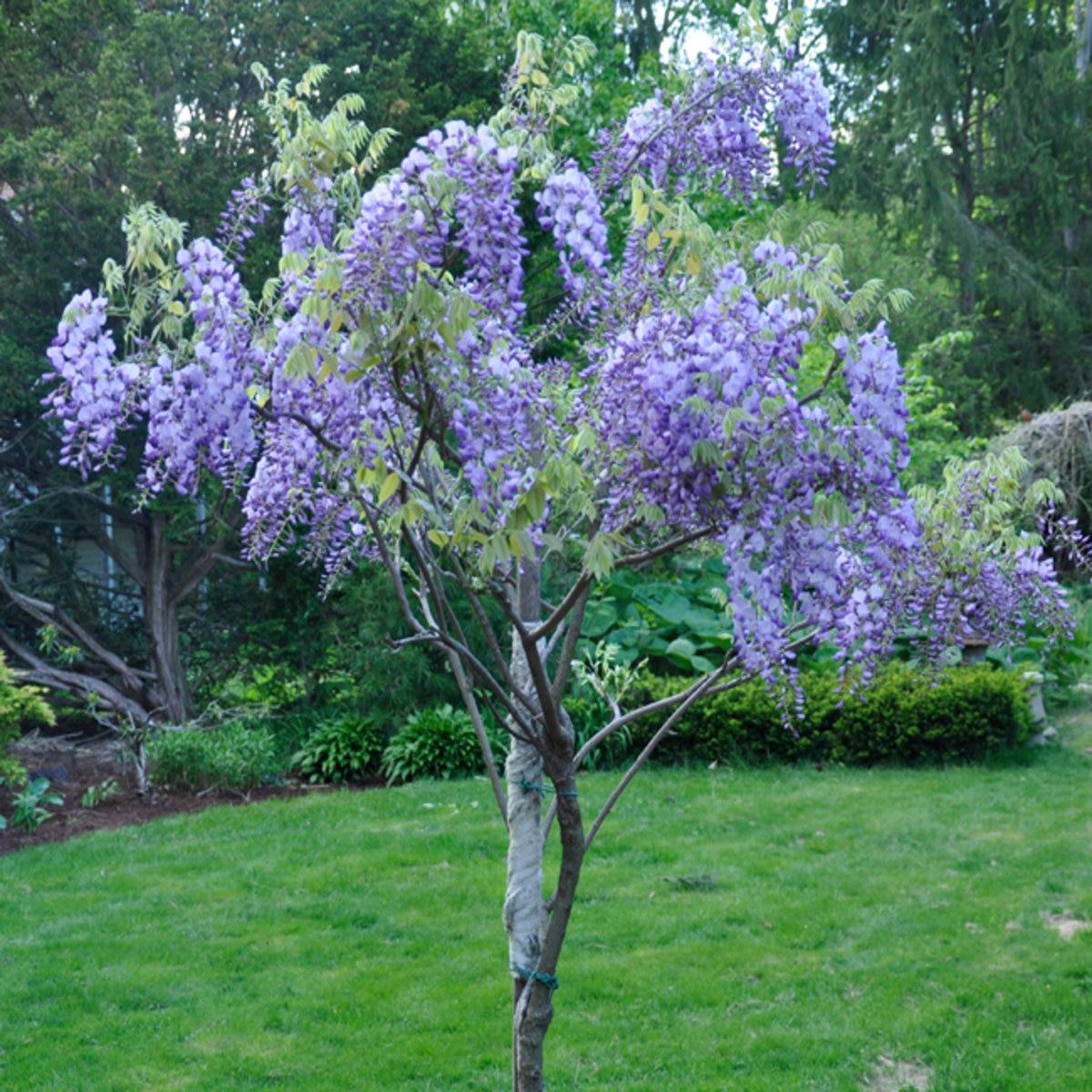 Wisteria Macrostachya Blue Moon - View 2 from www redcrocus com