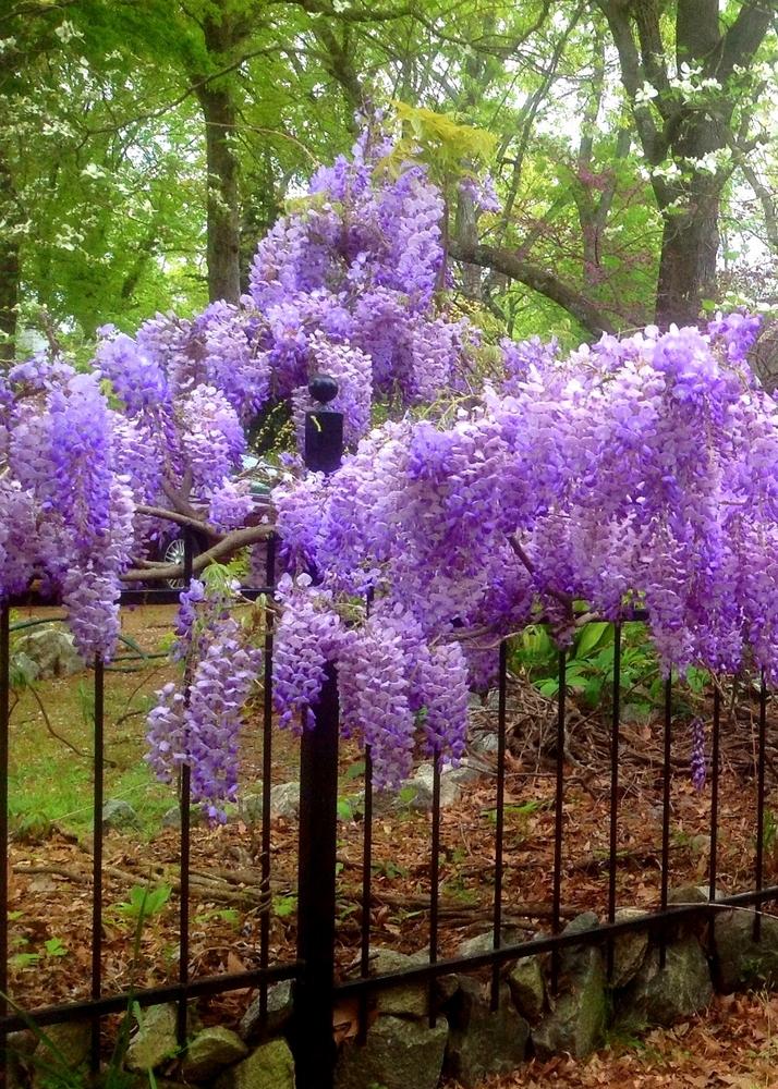 Wisteria Macrostachya Blue Moon - View 3 from www redcrocus com