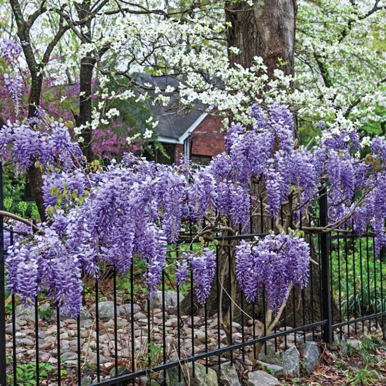 Wisteria Macrostachya Blue Moon - View 4 from www redcrocus com