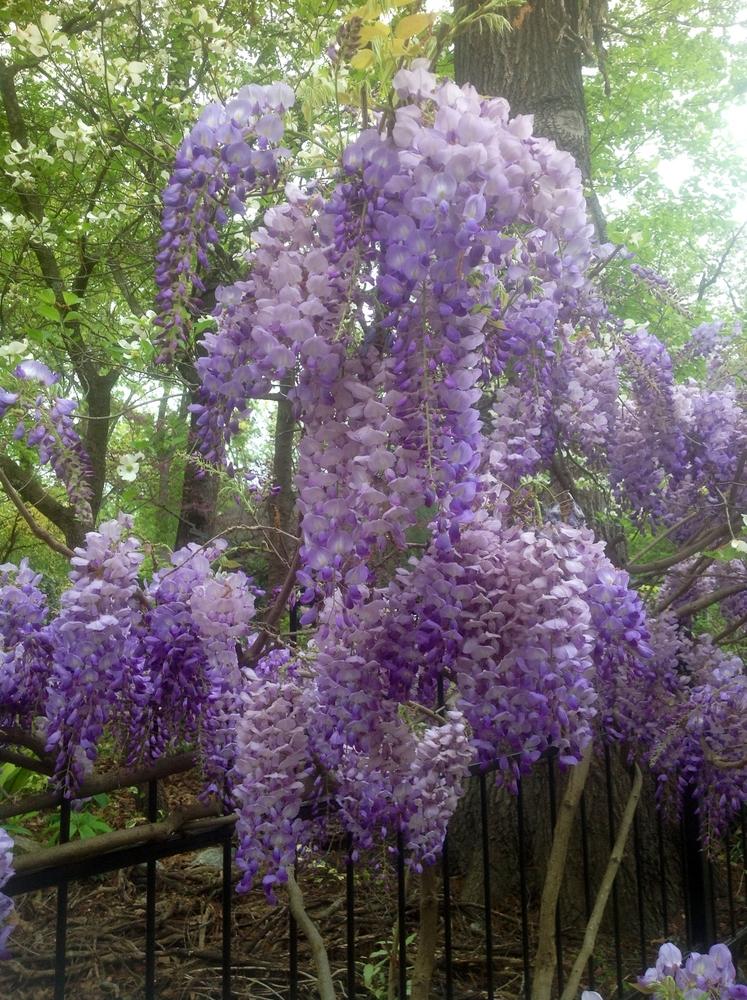 Wisteria Macrostachya Blue Moon - View 5 from www redcrocus com