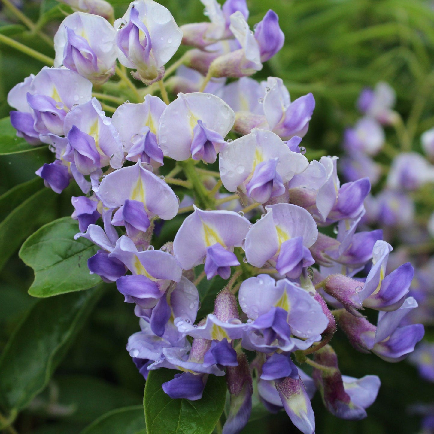 Wisteria Macrostachya Blue Moon - View 7 from www redcrocus com