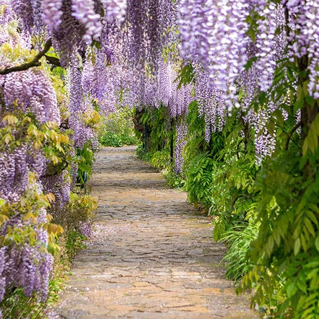 Wisteria Macrostachya Blue Moon - View 8 from www redcrocus com
