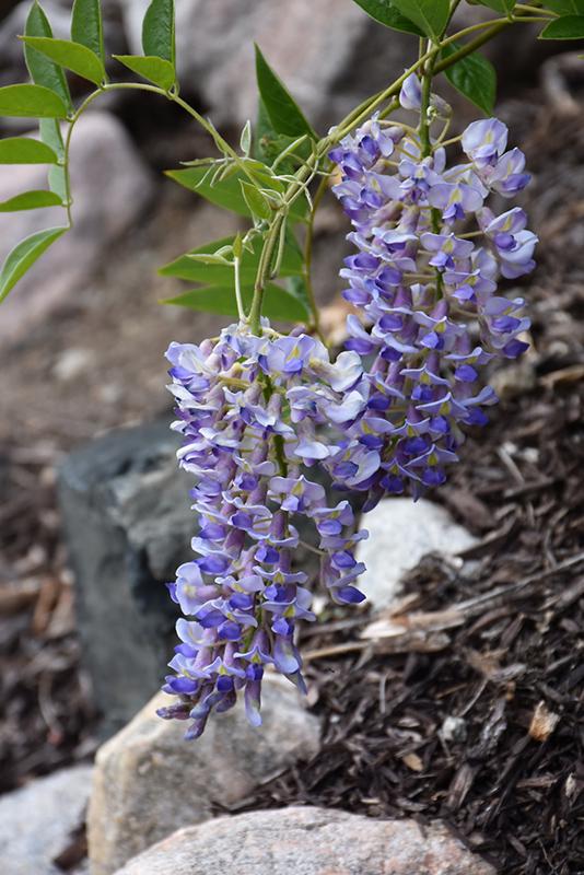 Wisteria Macrostachya Blue Moon - View 9 from www redcrocus com