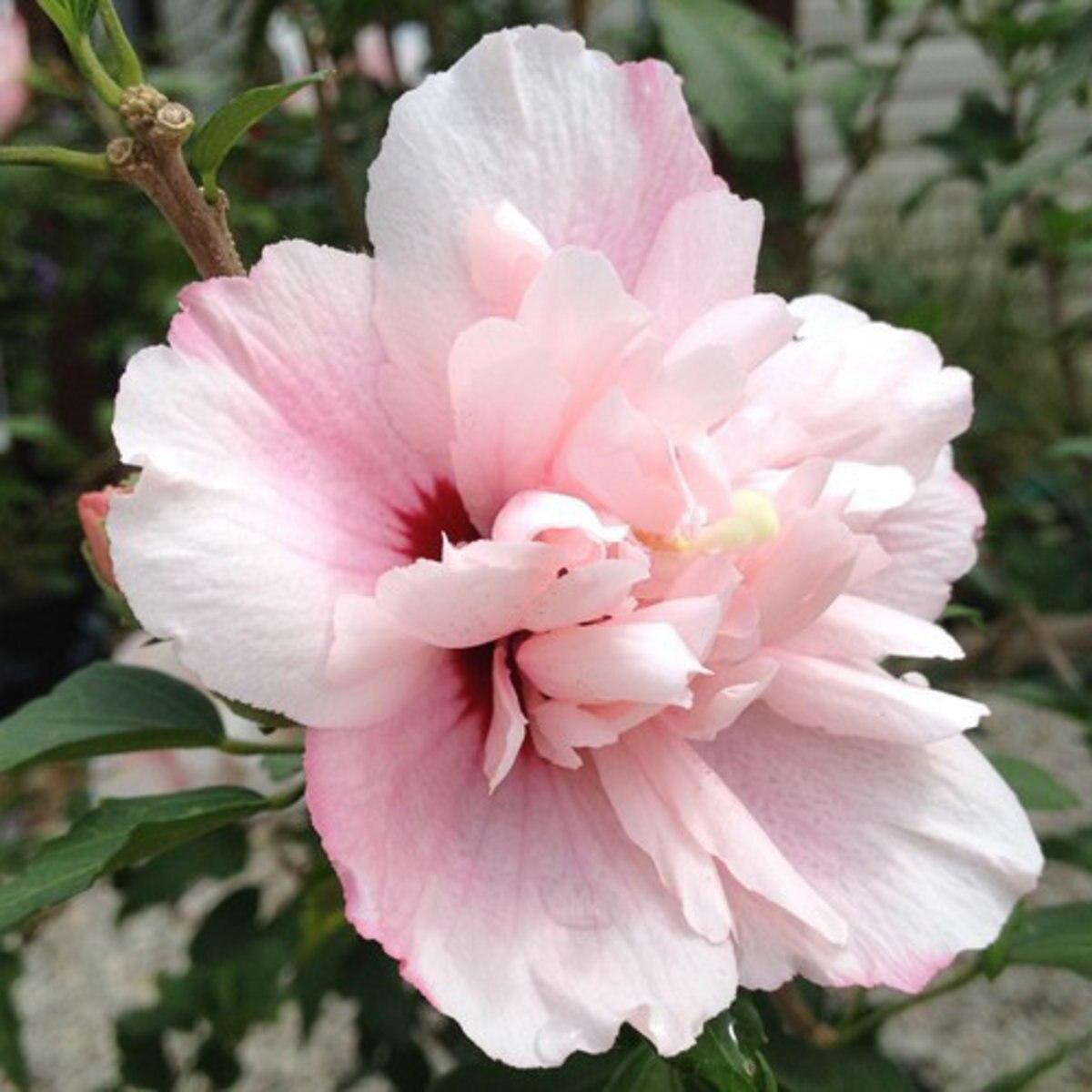 Hibiscus Syriacus Smoothie Fusion - View 11 from www redcrocus com