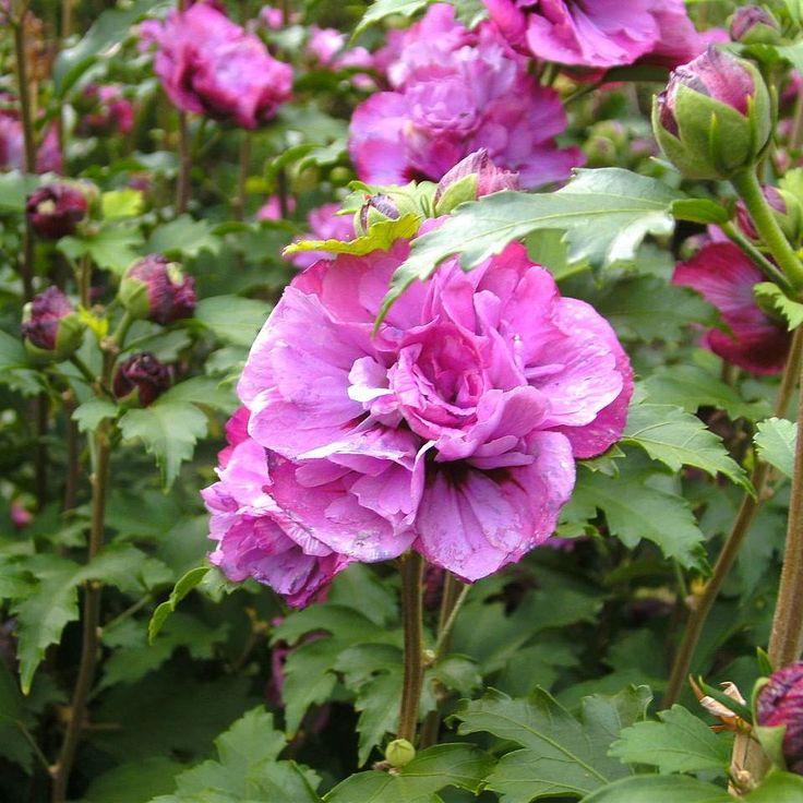 Hibiscus Syriacus Smoothie Fusion - View 13 from www redcrocus com