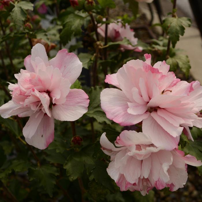 Hibiscus Syriacus Smoothie Fusion - View 14 from www redcrocus com