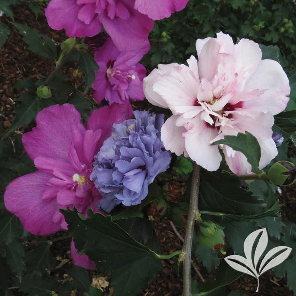 Hibiscus Syriacus Smoothie Fusion - View 1 from www redcrocus com